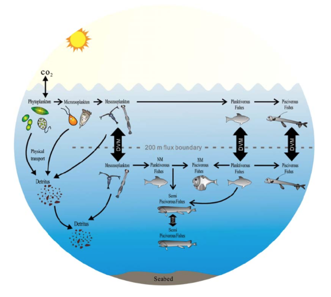 Impact of mesopelagic species on the global carbon budget.[62] DVM = diel vertical migration, NM = non-migration.