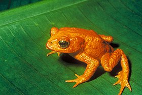 Bufo periglenes ဤဓာတ်ပုံသည် ၁၅ မေ ၁၉၈၉ တွင်ရိုက်ကူးနိုင်ခဲ့သော ရွှေရောင်ဖားငယ် မျိုးစိတ် (ဘပ်ဖို ပယ်ရစ်ဂလင်း) ၏ နောက်ဆုံးမှတ်တမ်းဓာတ်ပုံဖြစ်သည်။