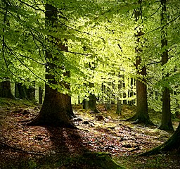 New leaves, Grib Forest, Denmark