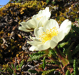 Aštuonikė driada (Dryas octopetala)