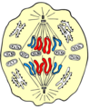 Anaphasis.