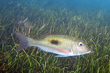 Blackspot emperor in seagrass