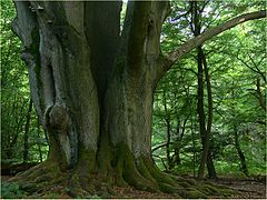 Beech in Urwald Sababurg 8,83m circumference measured in 2005