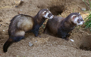 Twäin Ulke (Mustela prutorius)