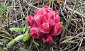 Hyobanche sanguinea, an indigenous Renosterveld flower