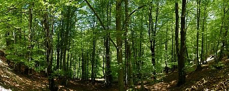 Bosque de hayas en el Monte Saja (Cantabria)