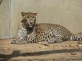 Цейлонский леопард (Panthera pardus kotiya)