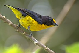 Male Organiste téité (Euphonia violacea)