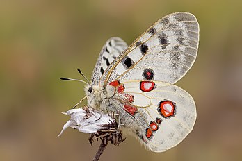 Un apollon. (définition réelle 4 498 × 2 999)