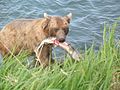 Image 11A bear with a salmon. Interspecific interactions such as predation are a key aspect of community ecology. (from Community (ecology))