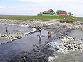 De enige boerderij en Warft op de hallig Südfall, gemeente Pellworm