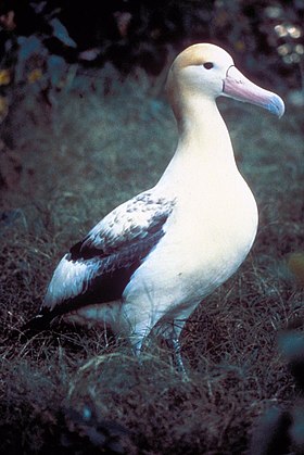 Albatroz-de-cauda-curta (Phoebastria albatrus)