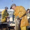 Image 97Cod fishery in Norway (from Atlantic Ocean)