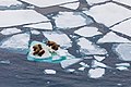 Image 87Walruses on Arctic ice floe (from Arctic Ocean)