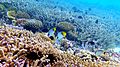 Image 58Coral reefs of the Maldives (from Indian Ocean)