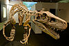 Herrerasaurus skeleton