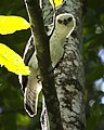 Sulawesi hawk eagle