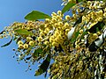 Image 48Golden Wattle, Australia's floral emblem and the source of Australia's national colours, green and gold (from Culture of Australia)