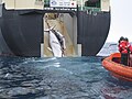 Image 86An adult and sub-adult Minke whale are dragged aboard the Japanese whaling vessel Nisshin Maru. (from Southern Ocean)