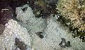 Image 12Dense mass of white crabs at a hydrothermal vent, with stalked barnacles on right (from Habitat)