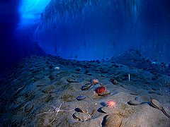 Antarctic sea urchin (Sterechinus neumayeri) inhabits frozen seas.