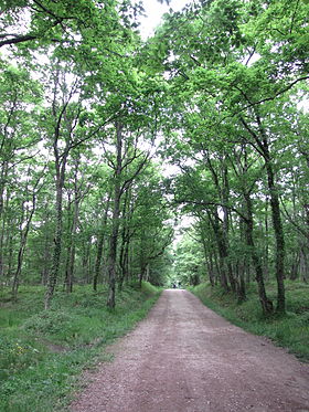 Image illustrative de l’article Forêt de Buzet