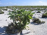 Howland island flora (leeward)