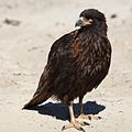 Immature striated caracara on Saunders Island, Falkland Islands