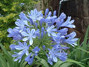 Agapanthus africanus, bloosen