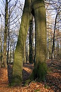 l’Arbre à deux jambes (Tree if two legs) in Arquennes, Belgium.