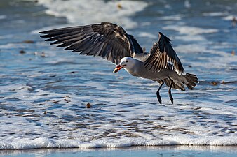 Adult Heermann's gull with sand crab on Del Monte Beach, Monterey, CA