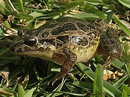 Ibériai korongnyelvűbéka (Discoglossus galganoi)