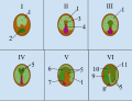 Seed development in plants consists of six stages:Stage I - Zygote Stage After double fertilization, the endosperm and zygote are visible.Stage II - Proembryo Stage The zygote divides to create a proembryo and a suspensor forms to transfer nutrients from the endosperm to the embryo allowing the embryo to grow. Stage III - Globular Stage The proembryo contains numerous cells. The root-shoot axis is visible. The embryonic cells near the suspensor will form the root while the embryonic cells at the other end near the top of the embryo will become the shoot. There are cells on the outskirt of the embryo that will become the dermal tissue. Stage IV - Heart Stage Cell division in the embryo creates a heart shaped embryo revealing the cotyledons.Stage V - Torpedo Stage The root takes on a torpedo shape. The root and shoot apical meristems appear. Also present is the ground meristem. The cotyledons are clearly visible and start to bend. Stage VI - Mature Embryo Stage The epicotyl, which contributes to the shoot, and hypocotyl, which contributes to the root, become visible along with the radicle. The cotyledons are extremely visible. Procambium can be seen at the core of the embryo. The integuments of the ovule become the seed coat.1) Endosperm; 2) Zygote; 3) Embryo; 4) Suspensor; 5) Cotyledons; 6) Shoot Apical Meristem; 7) Root Apical Meristem; 8) Radicle; 9) Hypocotyl; 10) Epicotyl; 11) Seed Coat