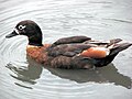 Australian Shelduck