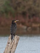 Grand cormoran Lac de Tunis.jpg