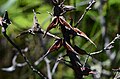 Hakea teretifolia, Barren Grounds