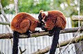 Red Ruffed Lemurs