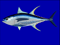 Thunnus albacares.