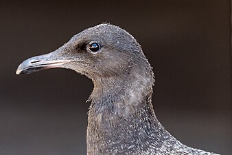 Fledgling Heermann's gull from the Seaside colony