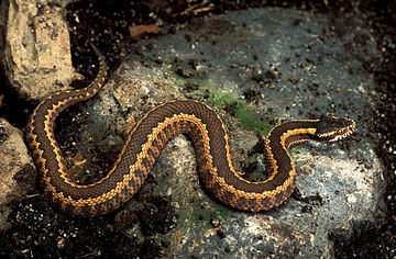 Vipera dinniki