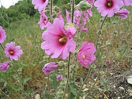 Alcea setosa