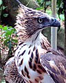 Philippine hawk eagle