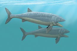 Leedsichthys problematicus)