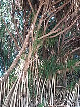 Pandanus tectorius roots