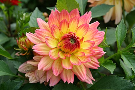 Dahlia variety "Graceland"