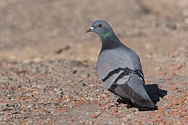 Pigeon biset Bou hertma.jpg