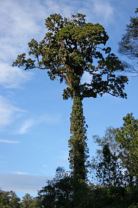 Maorinpihkatippio (Dacrydium cupressinum)