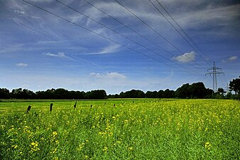 Rapeseed