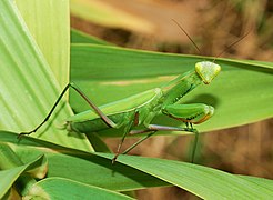 Mimetismo de la Mantis religiosa