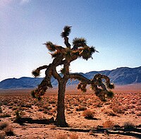 Joshuatree.JPG